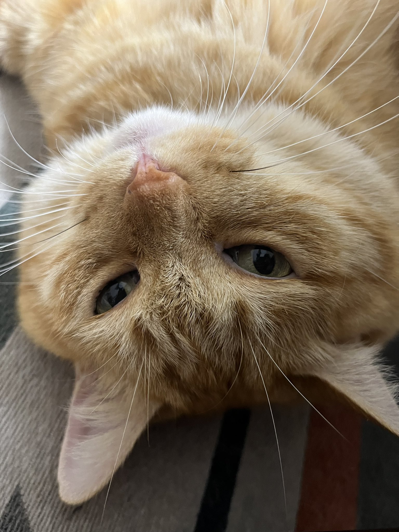 ◆ ちゃとらまま ママちゃん❤️撫でて〜のいっちゃん🐈時々チラ見してきます