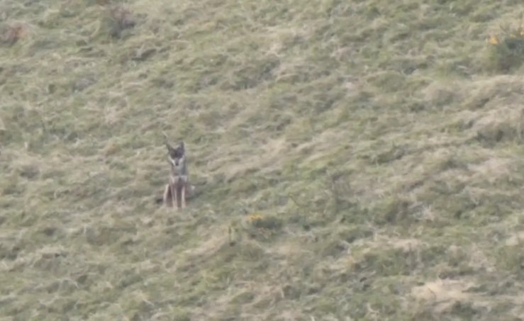 No quisiera que acabase el día internacional de los animales sin  dedicar esta foto de un lobo asturiano, libre y salvaje, a mi "equipo de Gobierno favorito". 😉