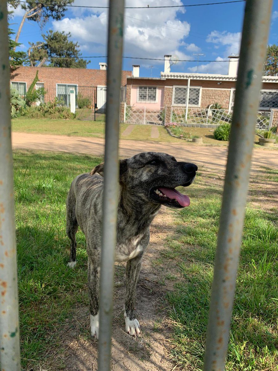 Gente, aparecieron estos perros divinos en casa (hembra y macho) (Pinar Norte, a pocas cuadras del Autódromo) y no tenemos idea de quiénes son. Andan por ahí desde la mañana, pueden hacer RT por si de casualidad alguien los reconoce?