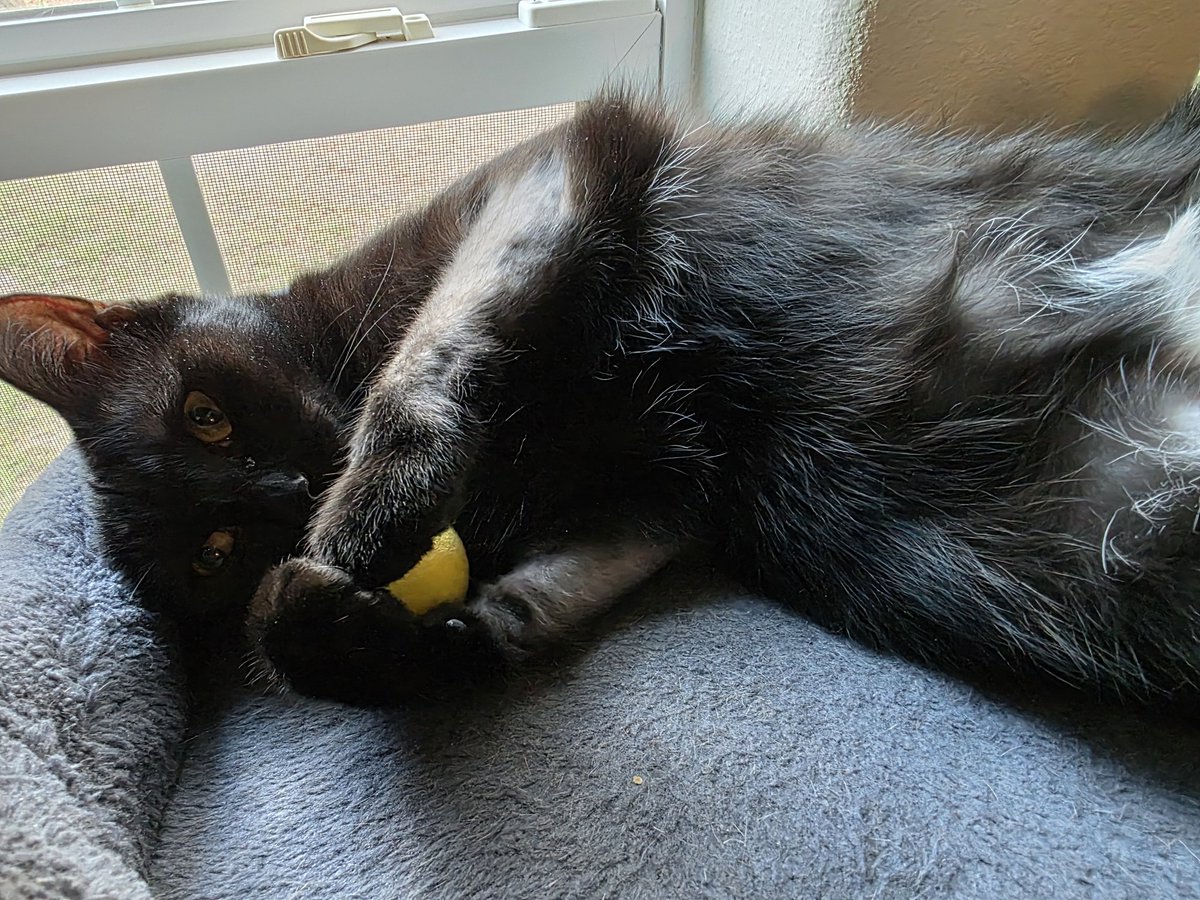 thecatposter's tweet image. With his ball 🥰 happy #Caturday