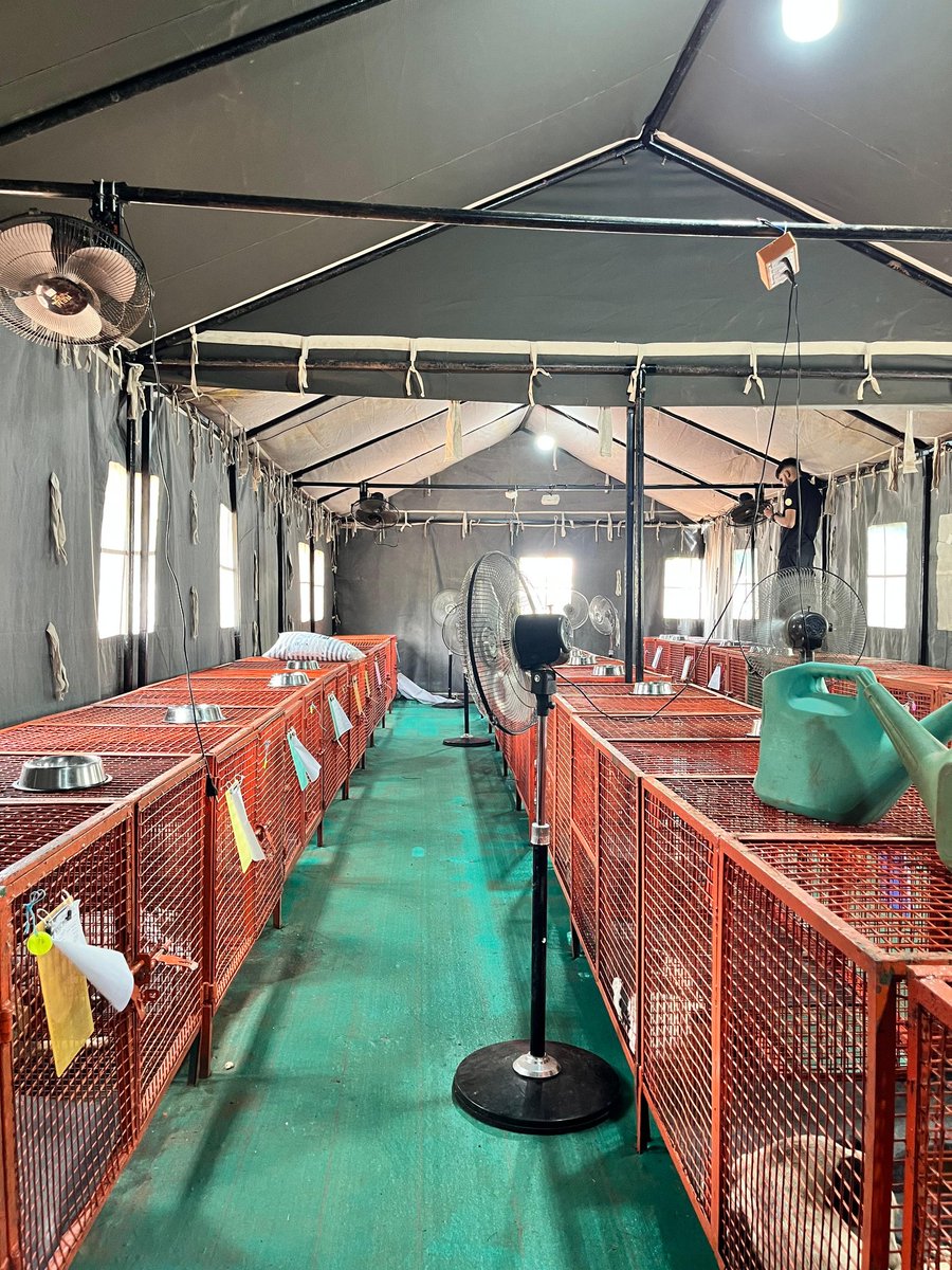 PrakashWKamatPK's tweet photo. Goa Animal Federation(GAF) reports:
Ponda Sterilisation Camp Achieves Milestone 240 Surgeries in First Week*,reveals Dr. Stacy Sequeira Director for WVS HICKS ITC (@WVScharity,India) on Saturday evening. 
The first week of the dog and cat sterilisation and vaccination camp at Goa KVS Ground, Ponda, has concluded with 240 dogs sterilised, a significant milestone achieved despite continuous rains and tough working conditions. 

The camp was inaugurated on 29th Sep Monday, by Shri Ravi Naik (Minister of Agriculture) and Shri. Nilkanth Halarnkar @NilkantHalarnk1 (Minister of Animal Husbandry and Fisheries) formally launched the initiative.

The camp has witnessed strong community response, with locals from in and around Ponda bringing in both pets and community dogs for free sterilisation and Anti Rabies Vaccination. 

"We at World Veterinary Services(WVS) and Mission Rabies(MR) @MissionRabies feel this indicates growing recognition of sterilisation and vaccination as humane, scientific long-term solutions for controlling dog populations and reducing bite incidents," says Dr. Sequeira.

The camp is being run by a 30 member team, including 2 dog catching teams, a camp supervisor, a helpline operator, veterinary assistants and animal handlers and just two veterinarians, who together carried out 240 surgeries in the span of seven days.

Despite being set up in late September during unseasonal heavy showers, the team established an efficiently designed 360° fenced, hygienic and safe temporary facility. The site features a German hangar tent and 6 pagoda/army tents which house, a reception, a kennel holding area with 105 kennels, a surgical preparation unit with autoclave and cold storage, a fully operational operating theatre, and designated cooking, cleaning, dining and waiting spaces.

The camp’s early success reflects not only the dedication of the team but also the increasing public willingness to engage in humane solutions for animal welfare and community health. 

"With a target of 1000 sterilisations by 31st October, we call on the community to continue showing their support by bringing in pets and community dogs for sterilisation and vaccination, said Dr.Sequeira, adding, "The success of this initiative depends on sustained participation, ensuring a safer and kinder future for both animals and people".(eom)
@SachiRupaliK @GoaHumaneTrust @TheViditsharma @joedelhi @RohitMonserrate @VijaiSardesai @kbdessai @Coll_SouthGoa @spsouthgoa @Varsha270819 @GaureeM_TOI @BasavarajMaled @avelinodesa @Goa_edu @tajmahalfoxtrot @tawf_uk @goadisability @DHS_Goa @PetaIndia @asharmeet02 @VishvavNaik @SPTrafficGoa @DexterBraganza @chicathechih @GraciesWorld3