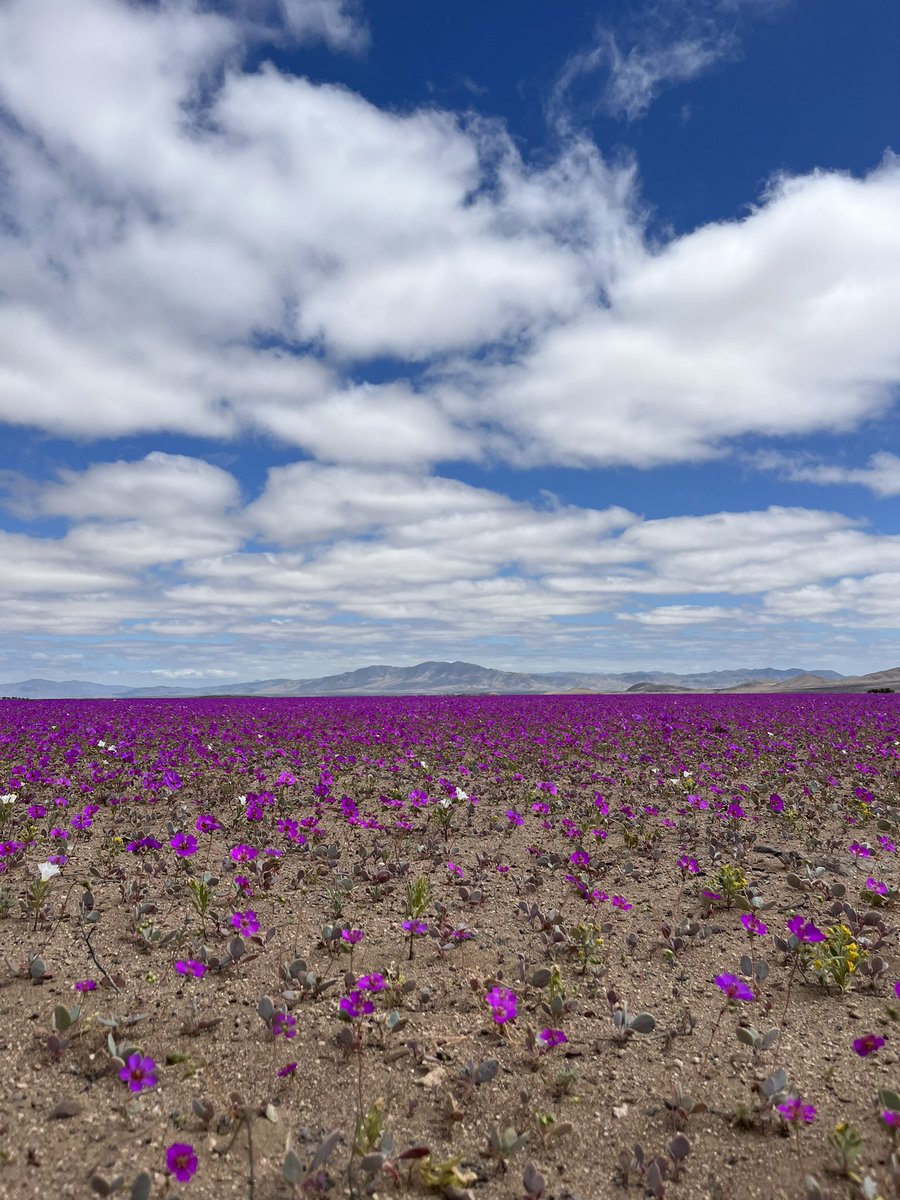 Rodrigo Siderakis V. tweet media