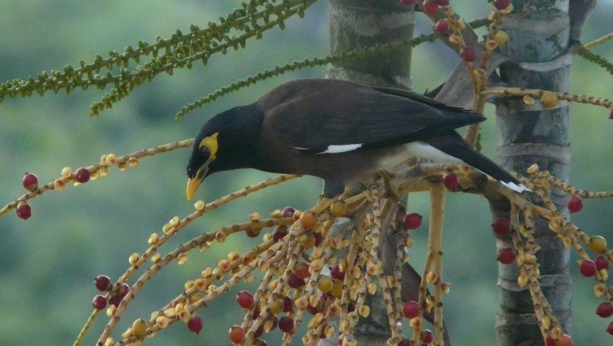 Bird for Sunday. Common myna (Acridotheres tristis, majna brunatna). An old memory from the Seychelles.