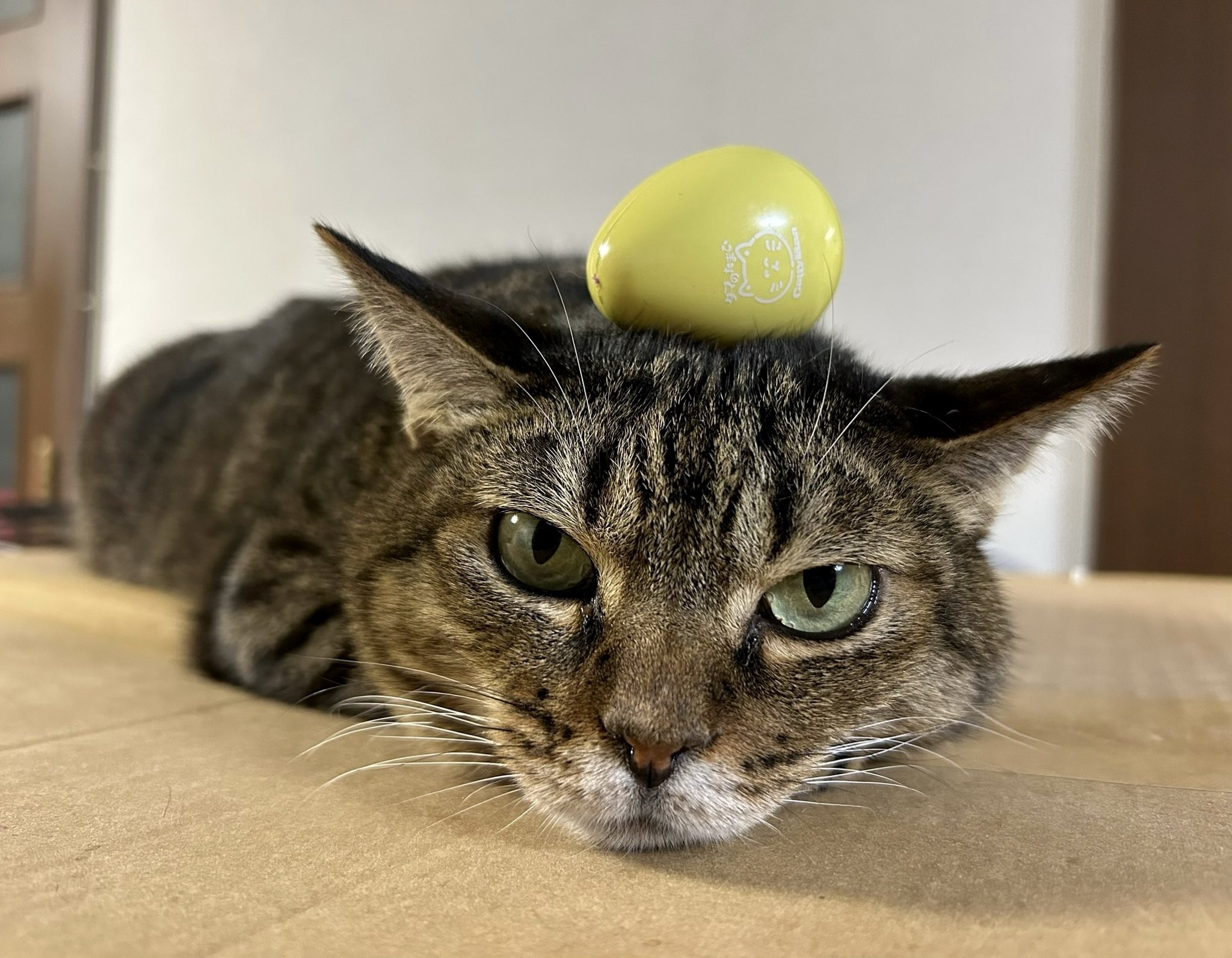 猫先輩二枚ブラックと白 猫先輩二枚ブラックと白 カード検索