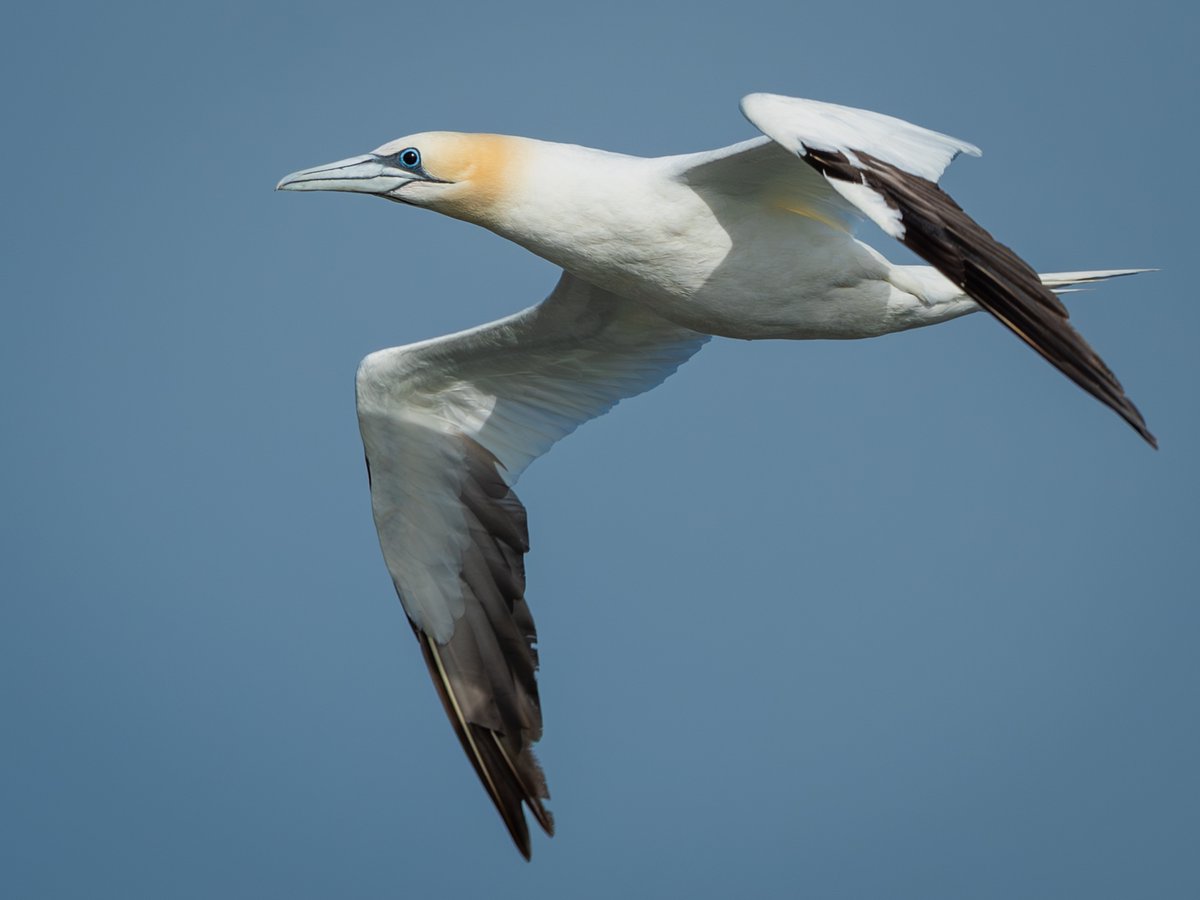 Peter Christian tweet media