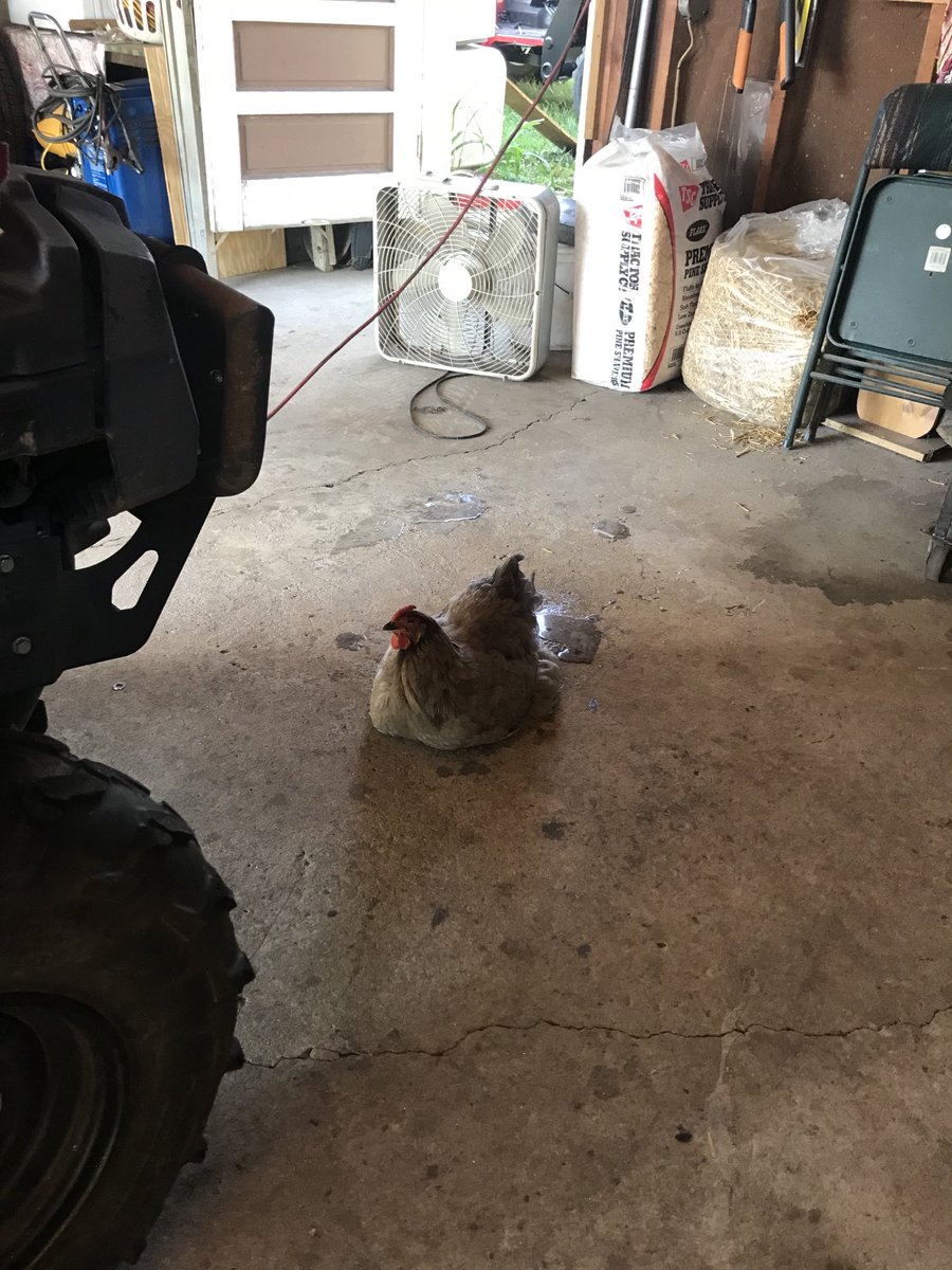 Stupid chicken. 😑