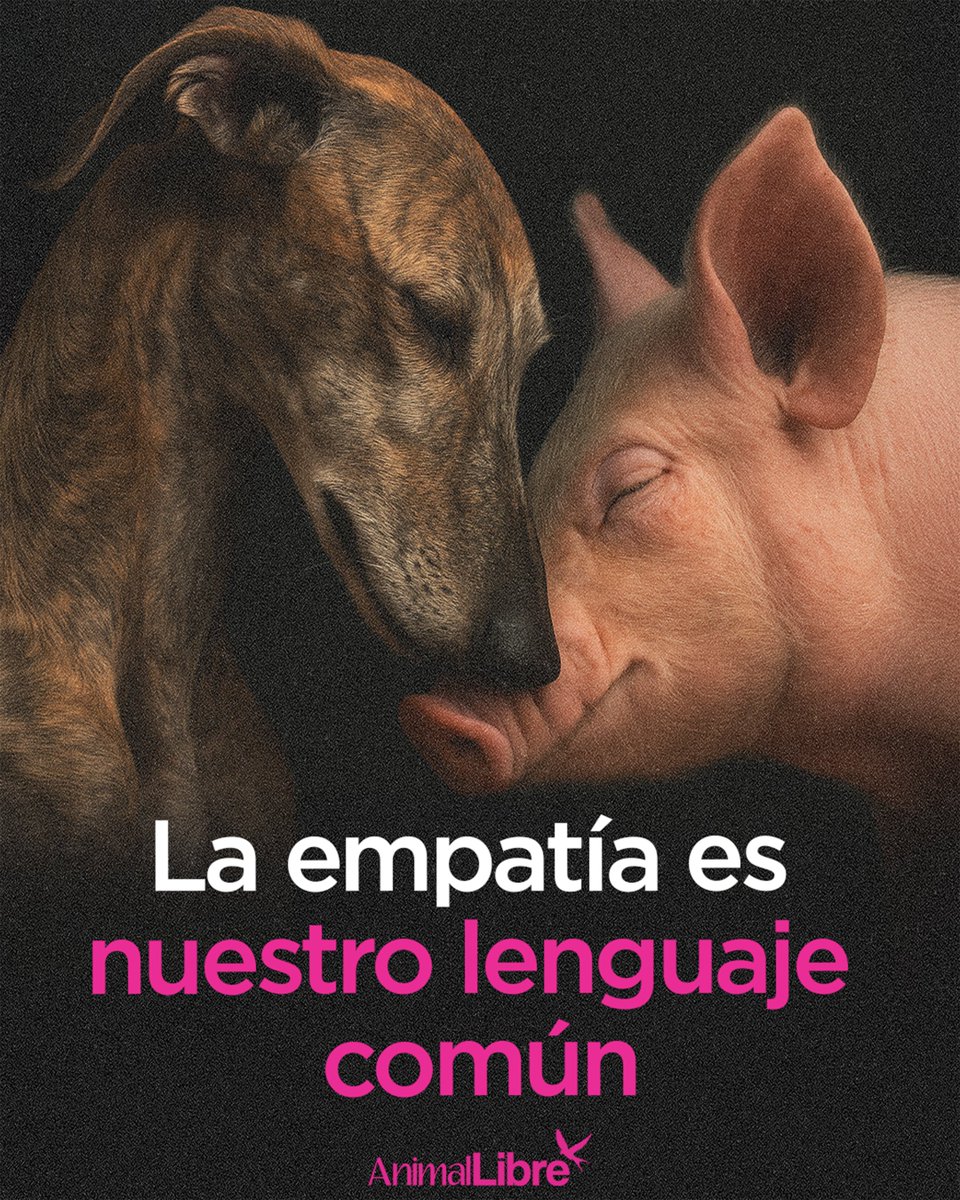 Hoy, 4 de octubre, conmemoramos el Día Mundial de los Animales.
Un día para recordar que no estamos solos en este planeta: compartimos el hogar con millones de seres que sienten, sueñan y buscan, como nosotros, vivir en libertad.
No son recursos, ni espectáculos, ni objetos.