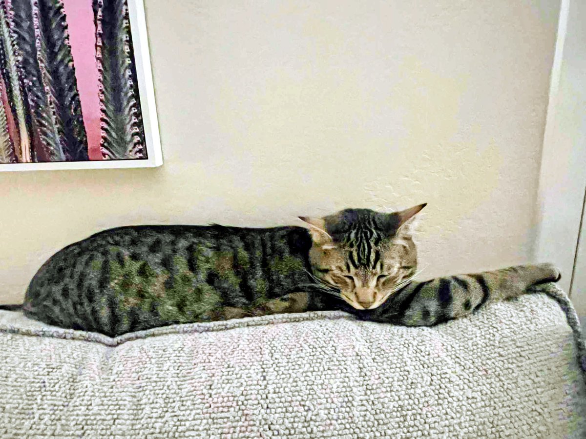 SWMaybelline's tweet photo. https://t.co/fF5ouUsnuL
Leo the Lab Report:
Remember the little mouse Mema saved from Ziggy the Warrior cat. The little guy was safely released in the back yard. Ziggy, obsessed, found him and his little remains were proudly displayed.
#LakeBoss #obsession #mousetrap #guardcat https://t.co/8dX2TXLimH