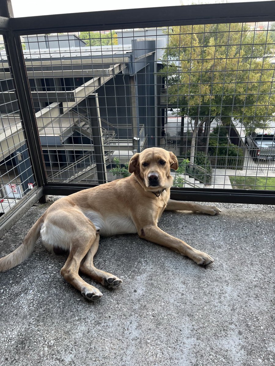 davidao7x's tweet image. Miss my pup!