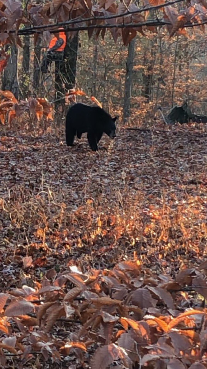 You can see the guy in the tree stand, he told me that that bear was chasing a deer.  Never seen or heard that before.