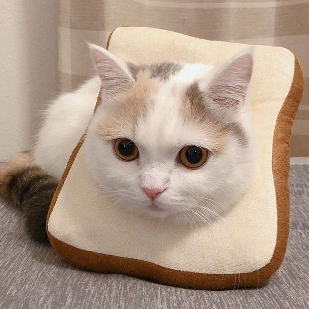 PawsOrWhiskers's tweet image. #cat #petlover