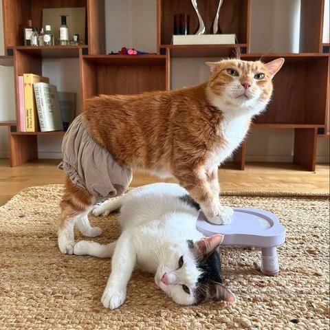 PawsOrWhiskers's tweet image. #cat #petlover