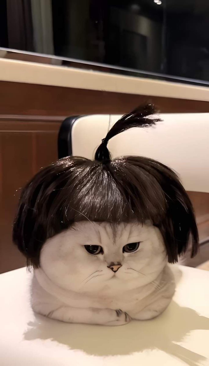 PawsOrWhiskers's tweet image. #cat #petlover