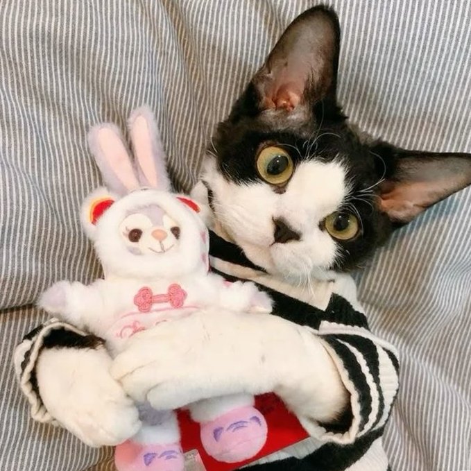 PawsOrWhiskers's tweet image. #cat #petlover