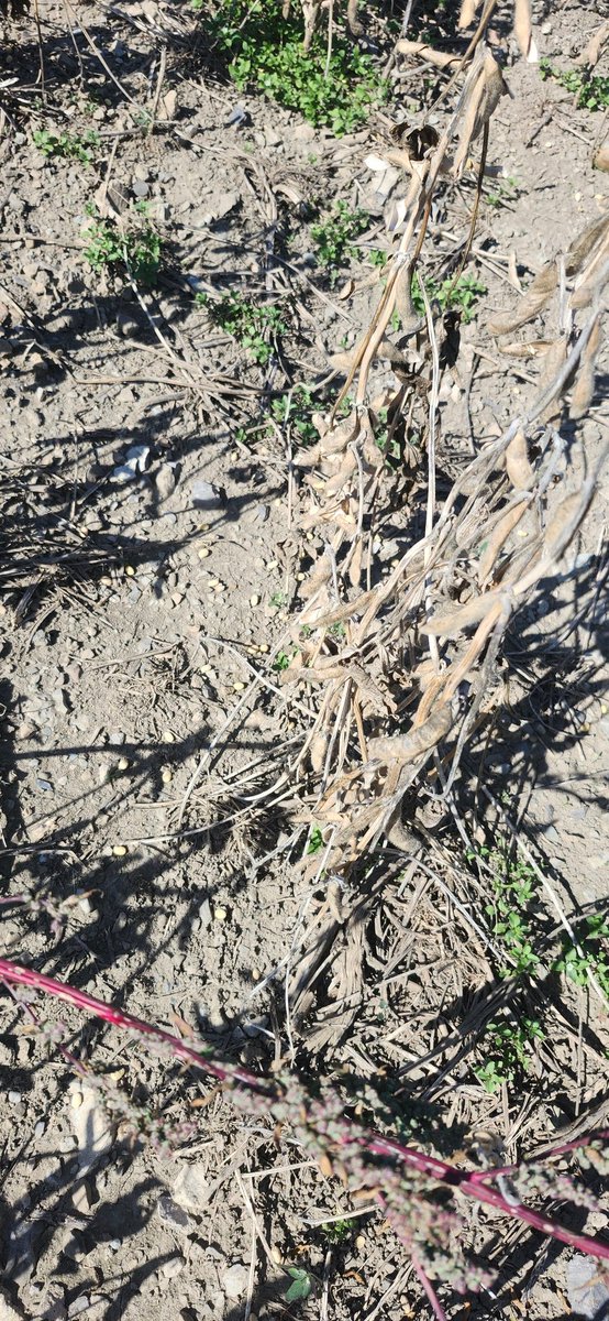 I was walking from buggy to combine and I can hear the pods splitting open and beans falling on the ground
Probably lost 20 bushels. #ip beans suck