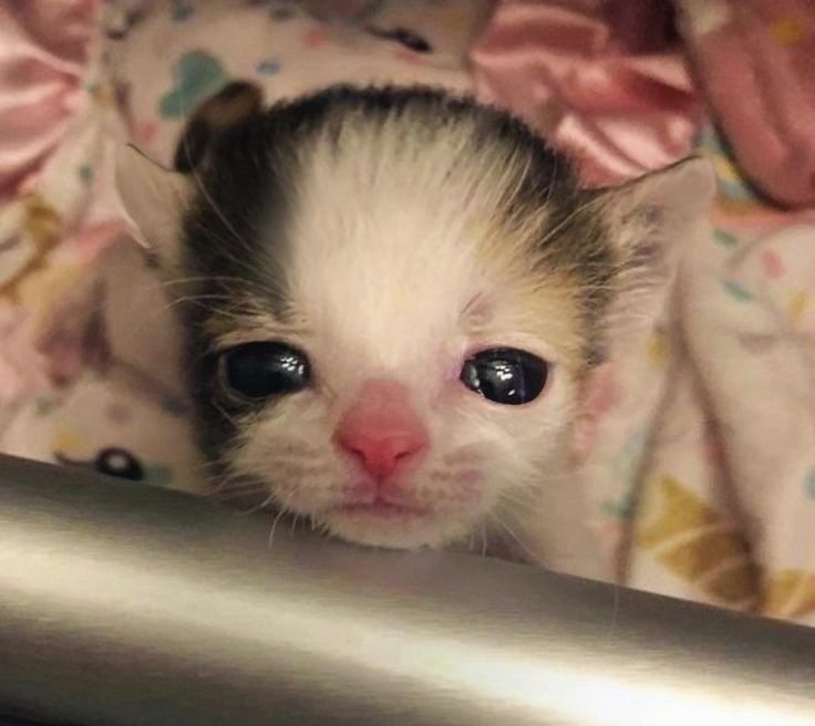 PawsOrWhiskers's tweet image. #cat #petlover