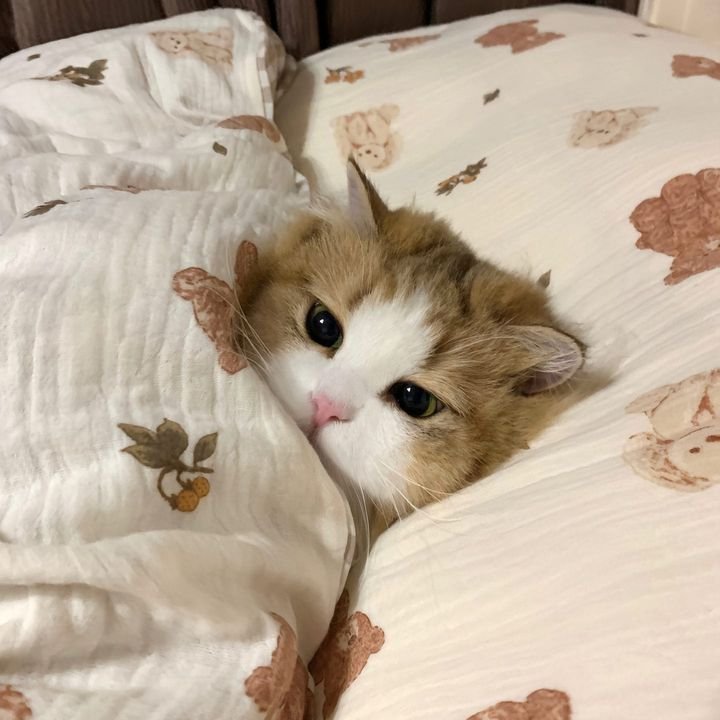 PawsOrWhiskers's tweet image. #cat #petlover