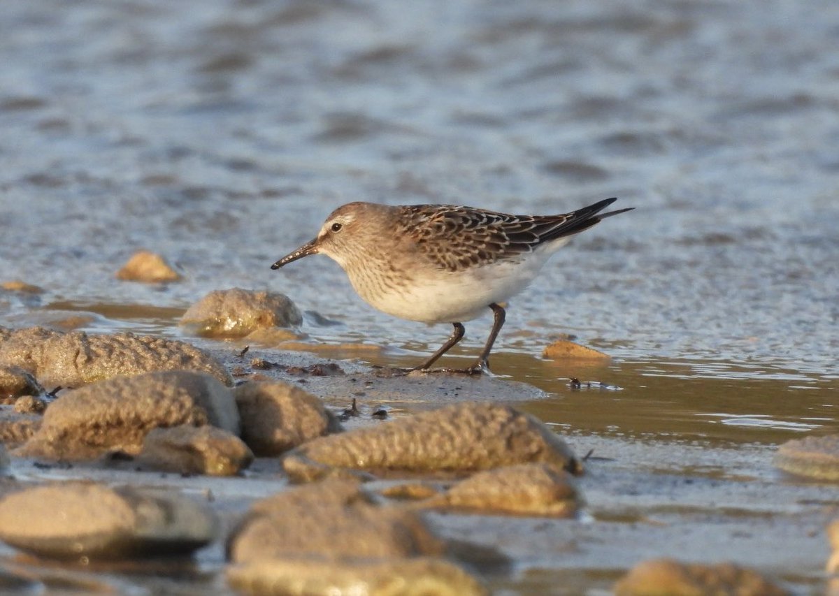 TWTamar1's tweet photo. St Gothian Sands - a quick dash late afternoon to see the White-rumped Sandpiper and luckily the dog walkers hadn’t scared it away! ⁦@CBWPS1⁩ https://t.co/980RXbF0am