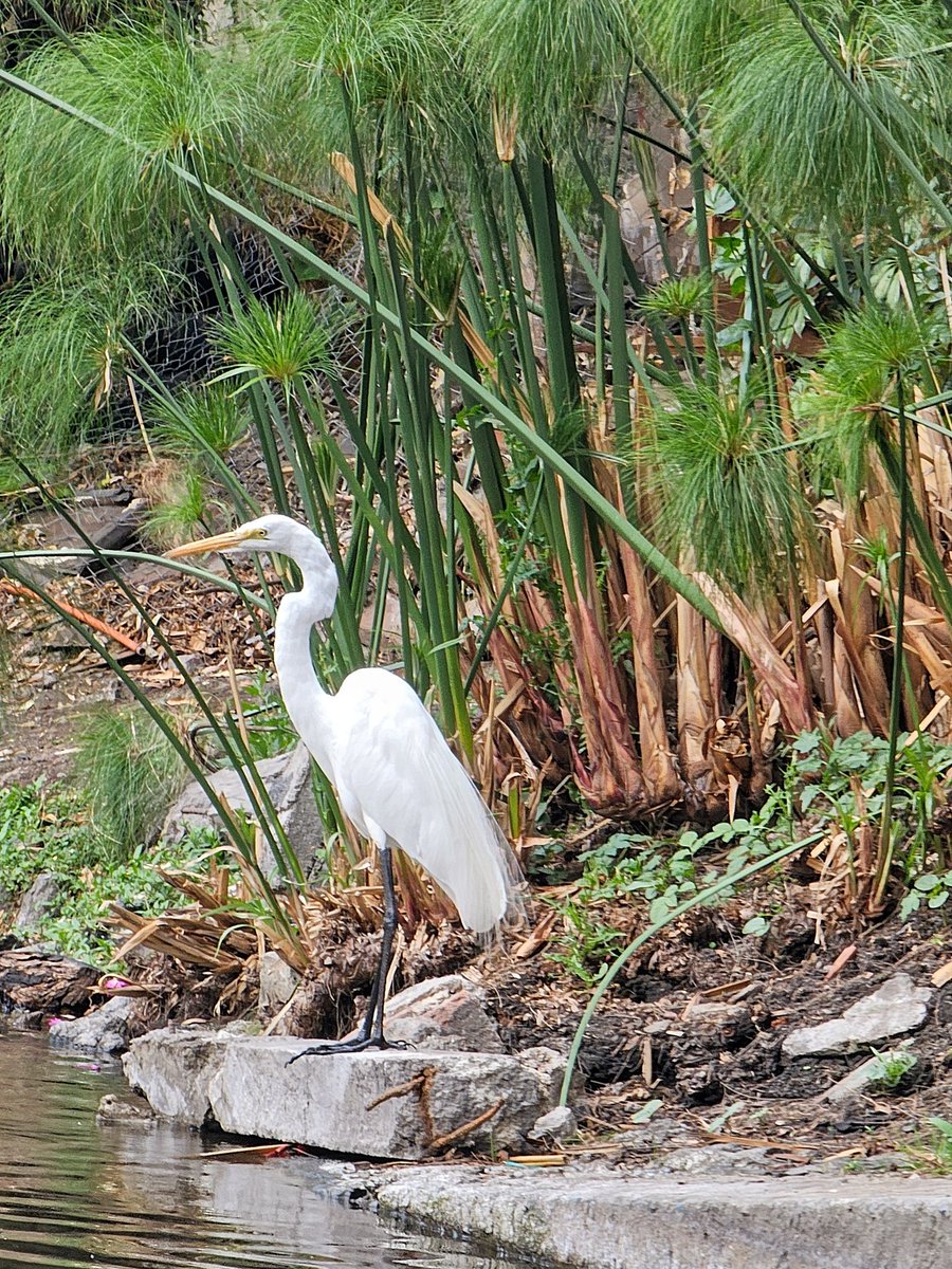 Consuelo Castro tweet media