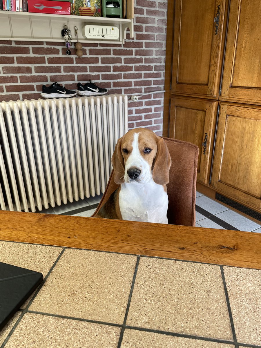 Jannettekarssen's tweet image. Mijn eerste dierendag #beagle #davey