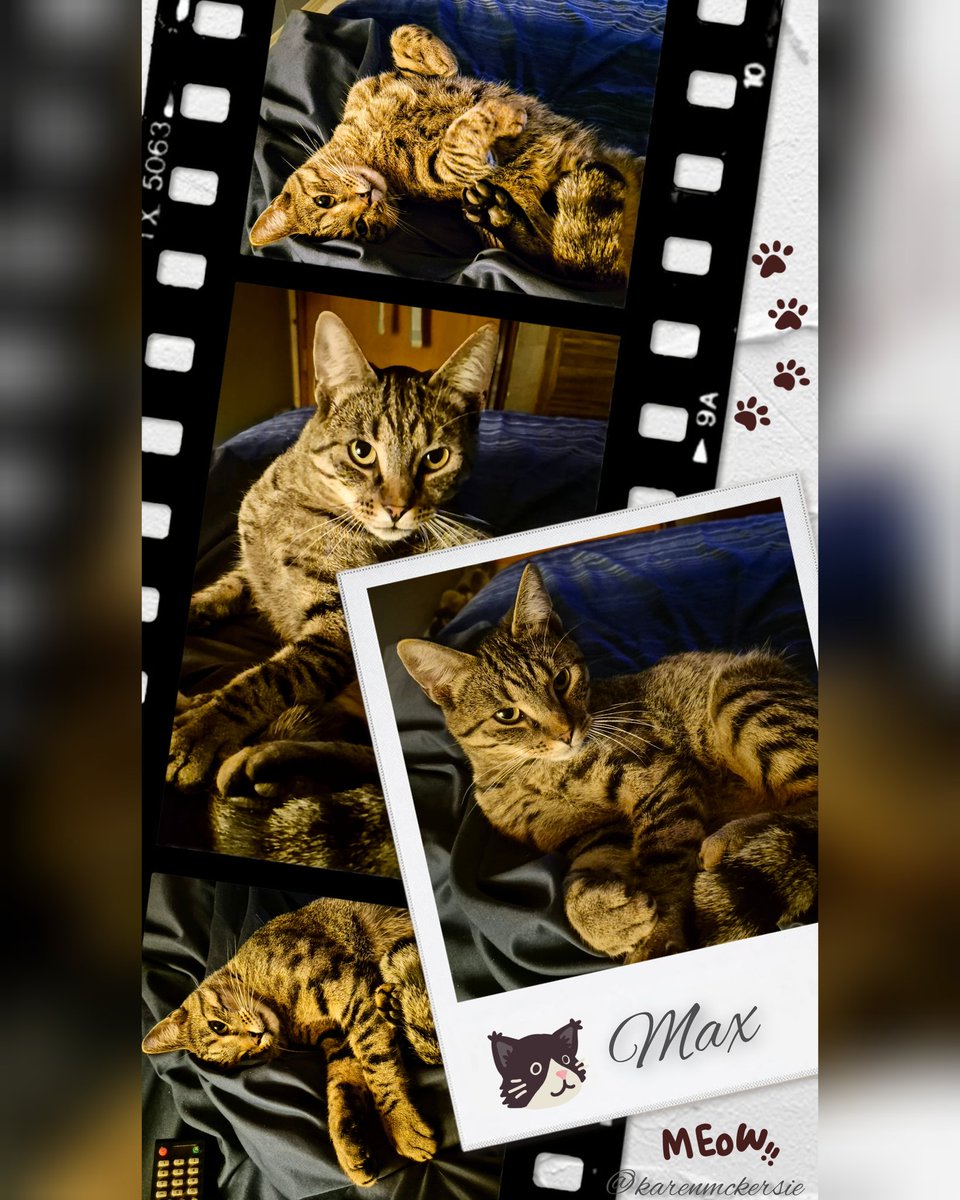 karenmckersie's tweet photo. ๐ปโจ๏ธ Happy Caturday from Max wishing everyone a Purrrrfectly awesome weekend! ๐ปโจ๏ธ #cat #Caturday #HappyCaturday #FelineGood #Animal https://t.co/lpBW9iBI9M