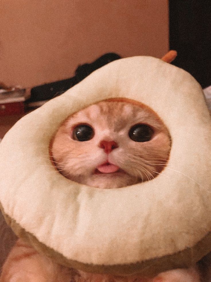 PawsOrWhiskers's tweet image. #cat #petlover