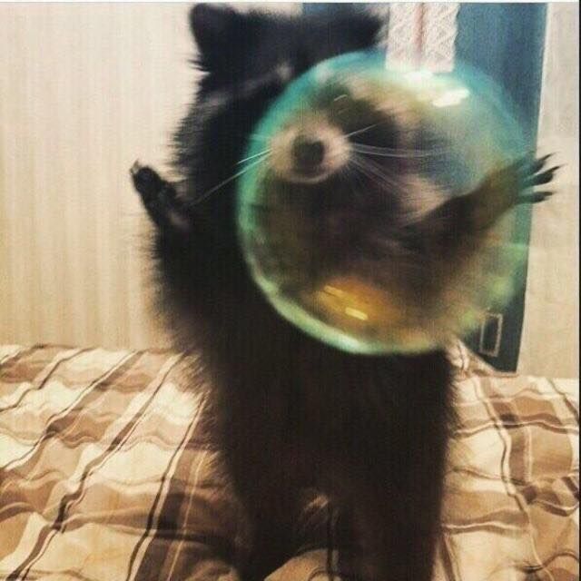 out of context raccoons (@contextraccoons) on Twitter photo 