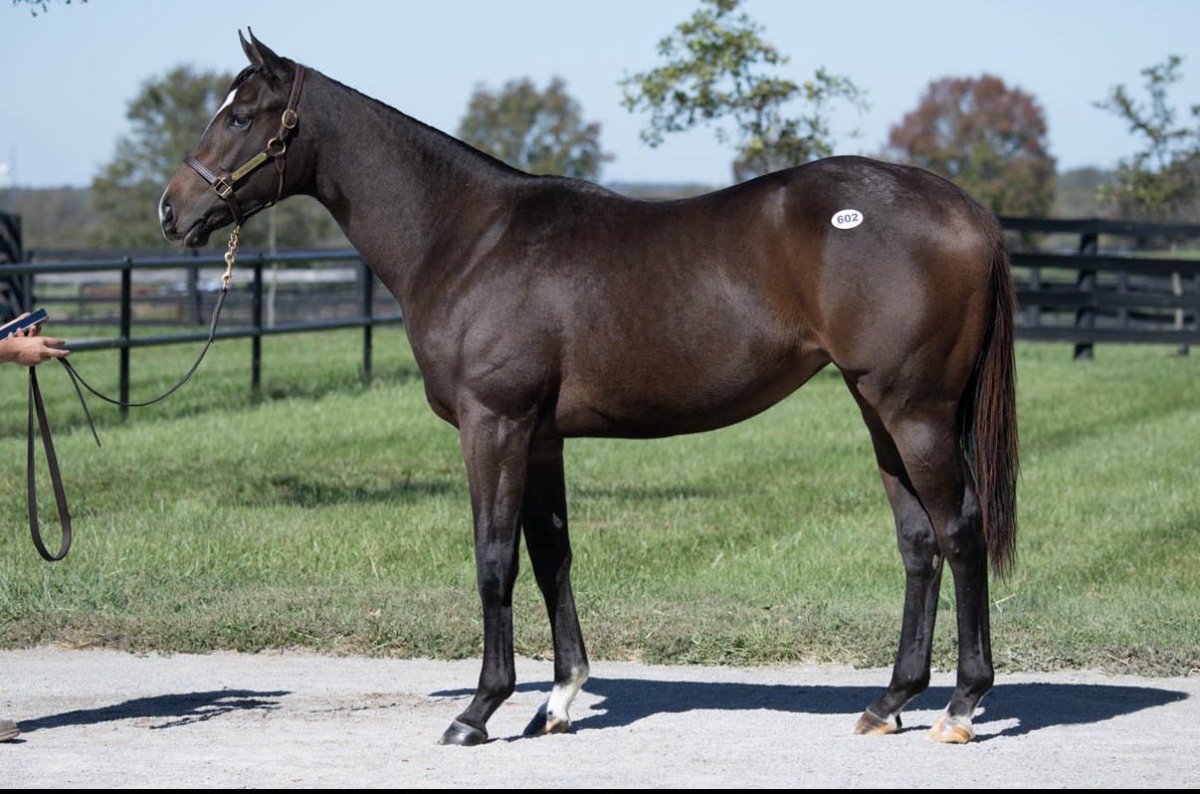 Taylor Made Farm (@taylormadesales) on Twitter photo TaylorMades 1️⃣4️⃣3️⃣rd G1 winner! 🤩🤩 #TMGrad IRON ORCHARD 🍎 closed in an exciting finish to win the G1 Frizette S at Churchill Downs . A huge congratulations to all the connections! 
O: CSLR Racing Partners & R A Hill Stables
B: Pine Ridge Stable TaylorMades 1️⃣4️⃣3️⃣rd G1 winner! 🤩🤩 #TMGrad IRON ORCHARD 🍎 closed in an exciting finish to win the G1 Frizette S at Churchill Downs . A huge congratulations to all the connections! 
O: CSLR Racing Partners & R A Hill Stables
B: Pine Ridge Stable