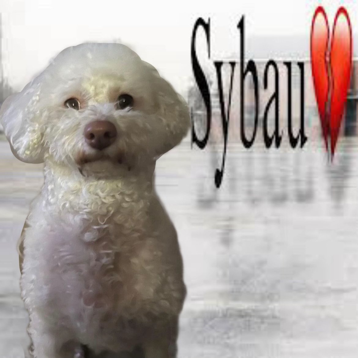 Angelo y Polar (@angeloypolar2) on Twitter photo 