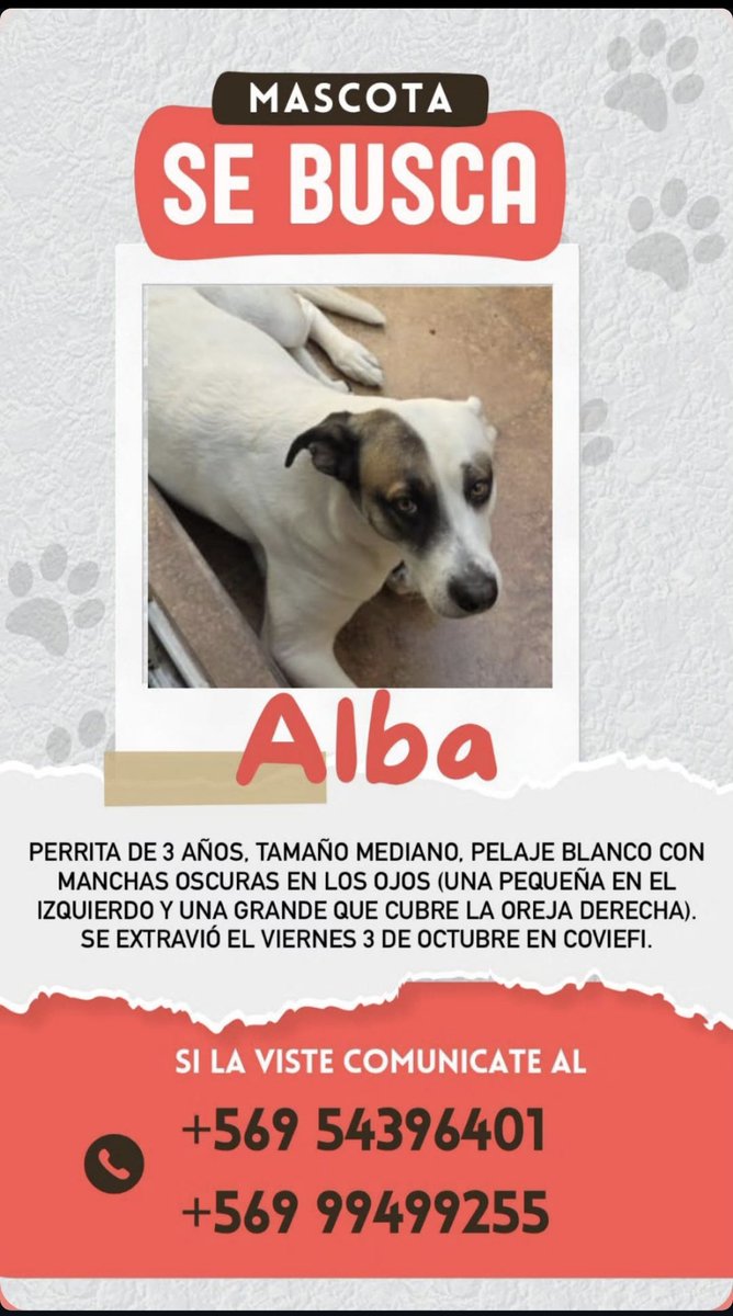 Valepazg14's tweet photo. SEGUIMOS BUSCANDO, PERRITS PERDIDA SECTOR COVIEFI #Antofagasta https://t.co/W8w7TtaBoE