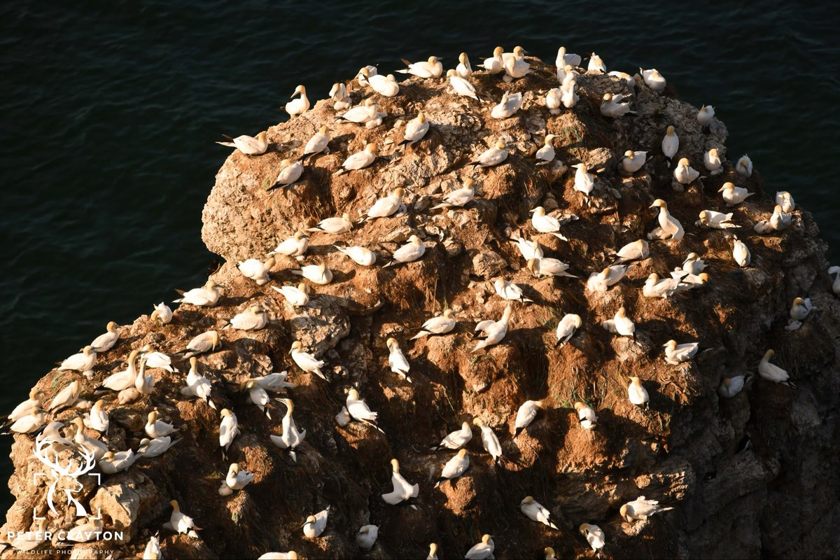 Perched high on the rugged rocks of bempton cliffs, thousands of gannets gather in the golden light as the sun begins to rise behind them. If you look closely you will see the next generation of gannets nestled safely with their parents #birdphotography #gannets #seabirds #cliff