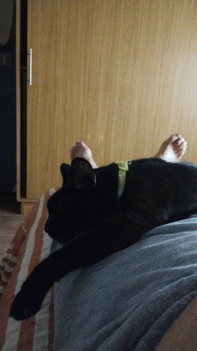 Yo mirando la clasificación de F1 🏎️ y ella muy cómoda.. 😺🙄🤷🤦😂😂