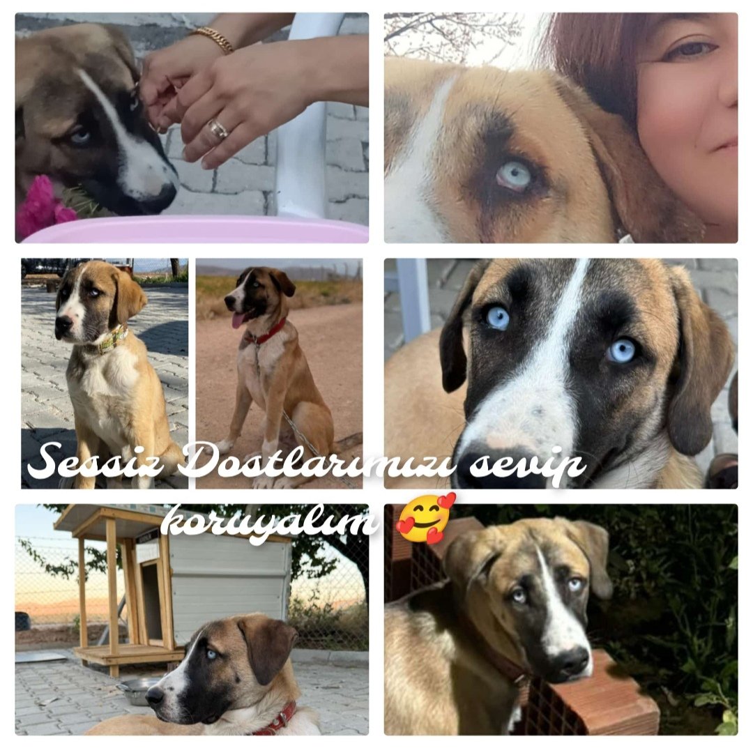 Sessiz Dostlarımızı Sevip Koruyalım🥰
#4EkimHayvanlarıKorumaGünü 
#4EkimDünyaHayvanlarıKorumaGünü