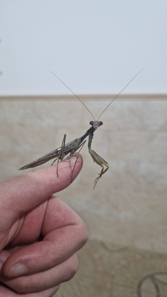 JoxhDraws's tweet image. Unexpected guest at my home! :3