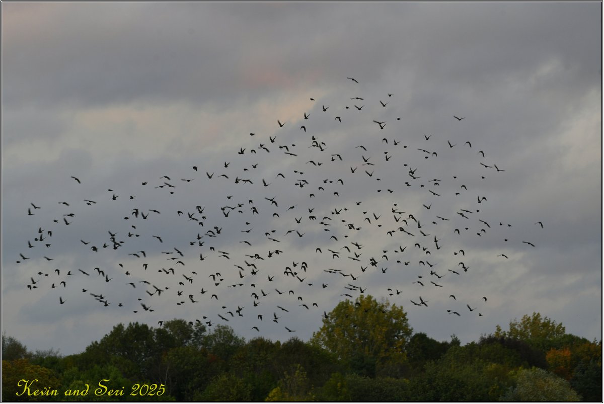 puyi_1's tweet image. This evening - A small but nicely coordinated 40 minute Starling #murmuration at Brandon. Also Hobby, Red Kite, Buzzard, Snipe, Little Egret, Water Rail and Sparrowhawk + expected species.