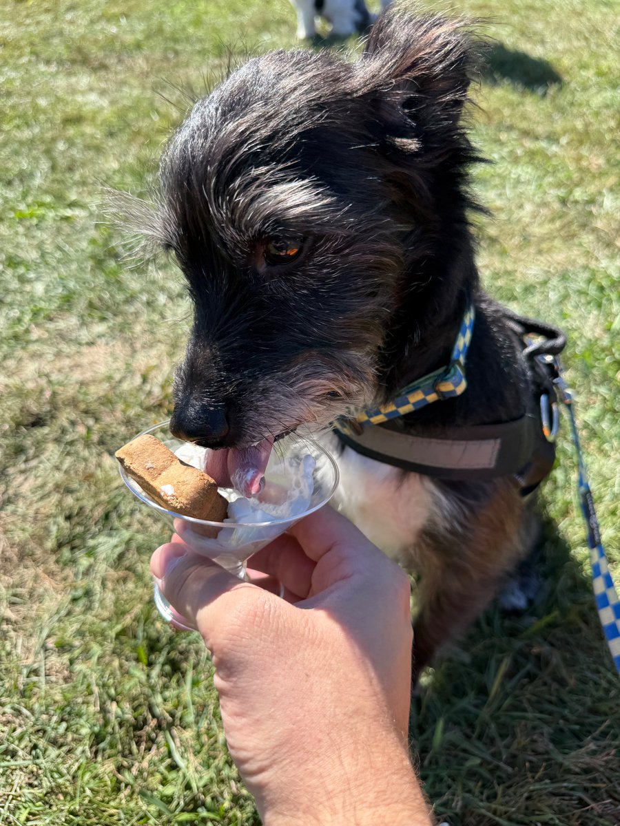Wronglebowsk's tweet photo. Took Chance down to the Navy Yard for @phillypaws #muttstrut today! Incredible all of this is just a subway ride away. https://t.co/3hXmgUo2FD