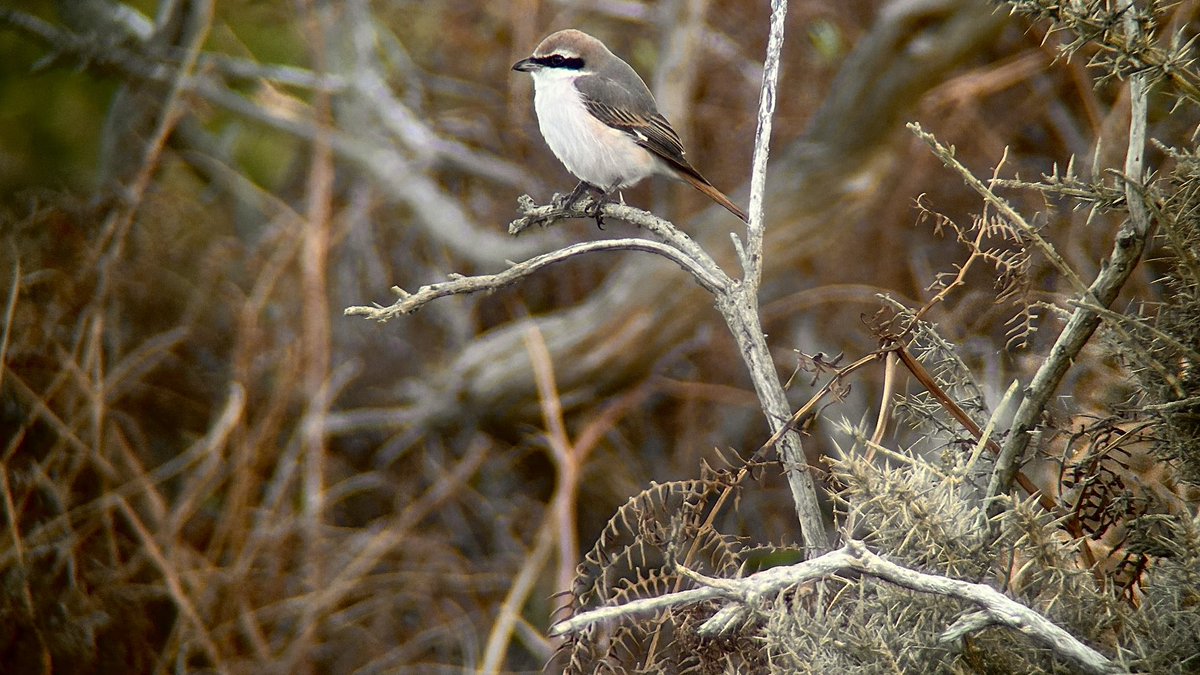 Thrilled to see Turkestan Shrike at Dunwich Heath late afternoon.