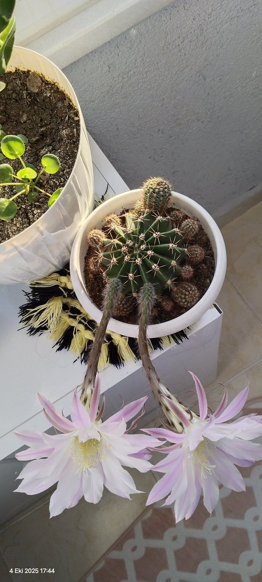 adnbyc's tweet image. Yoktan var eden varlığından haberdar eden Allah&apos;ım sana şükürler olsun