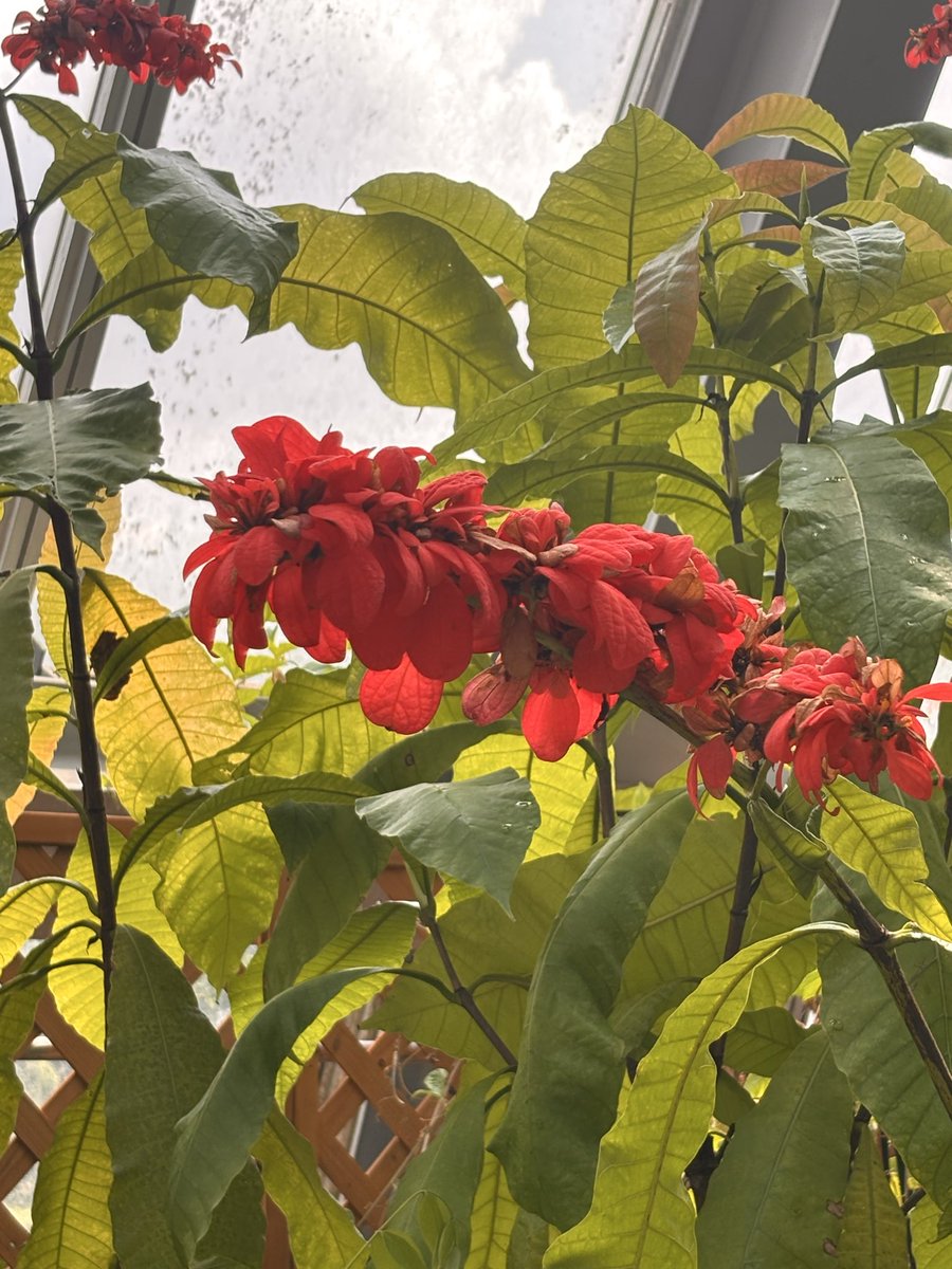 あっちゃんページ あっちゃん on X