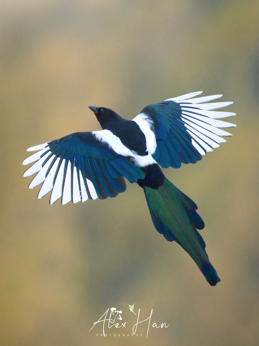 Oriental Magpie

📸 alexhan_wildlife (Instagram) 🇲🇳©️

#Autumn2025 #Mongolia #birdwatching