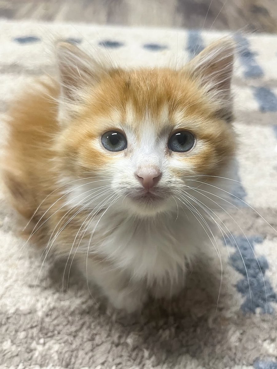 | Poor /Cute l Kitten | Rescue. tweet media
