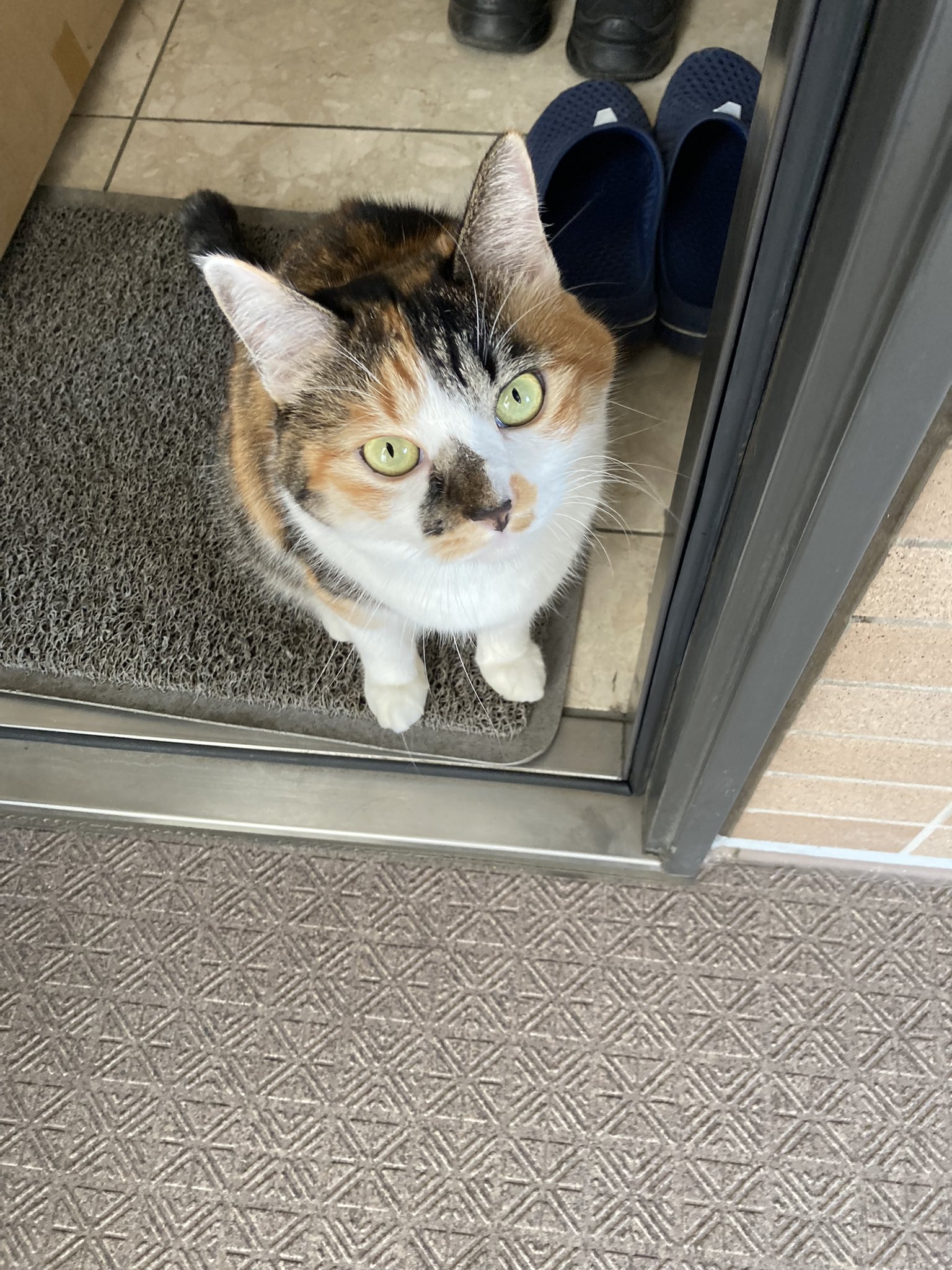 yama@猫飼っています 修理、連絡ページ じゃむ猫 on X:
