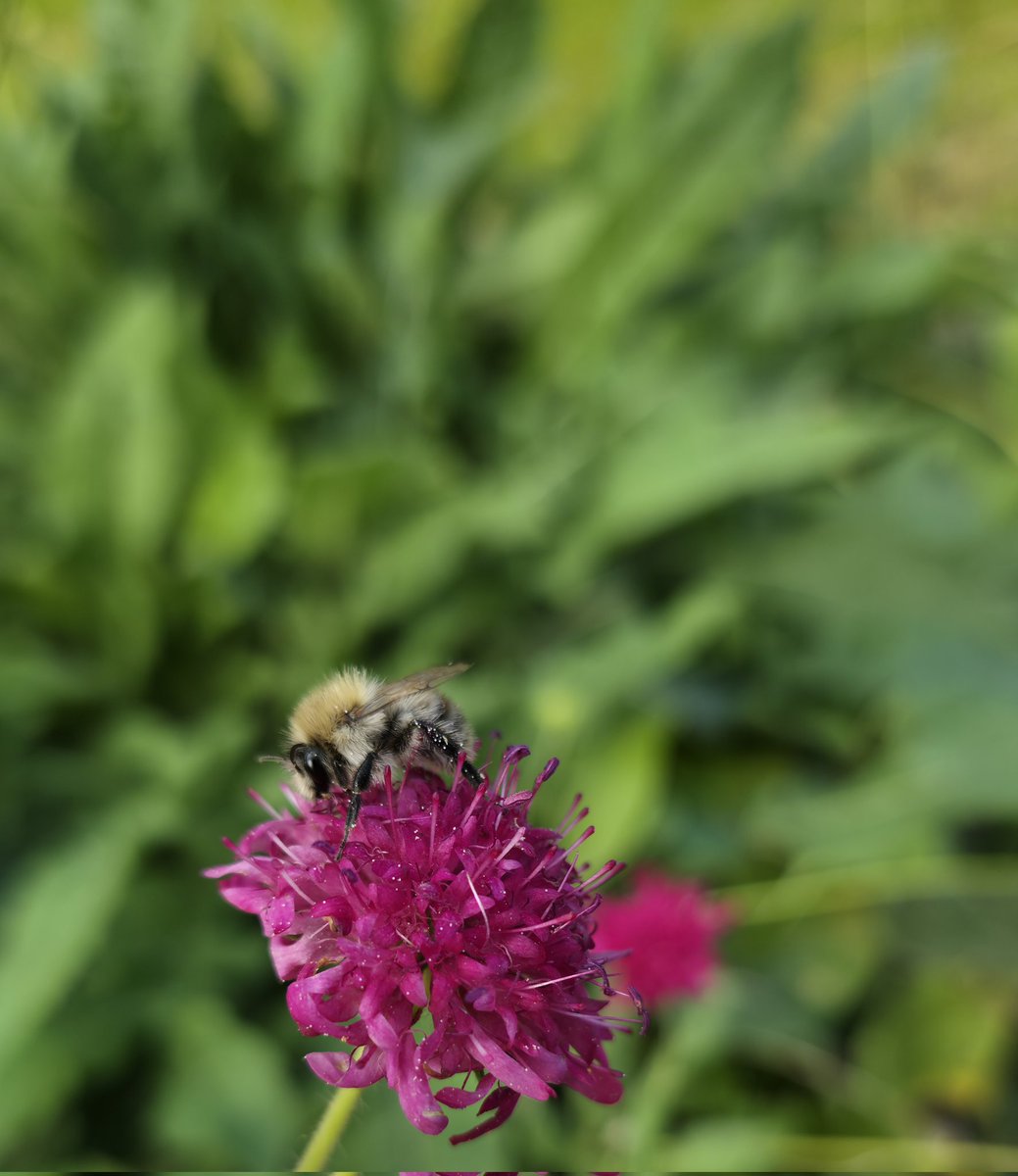 PMD486's tweet photo. 🌸🐝
#Sunbeeday https://t.co/Iib1DZihYN