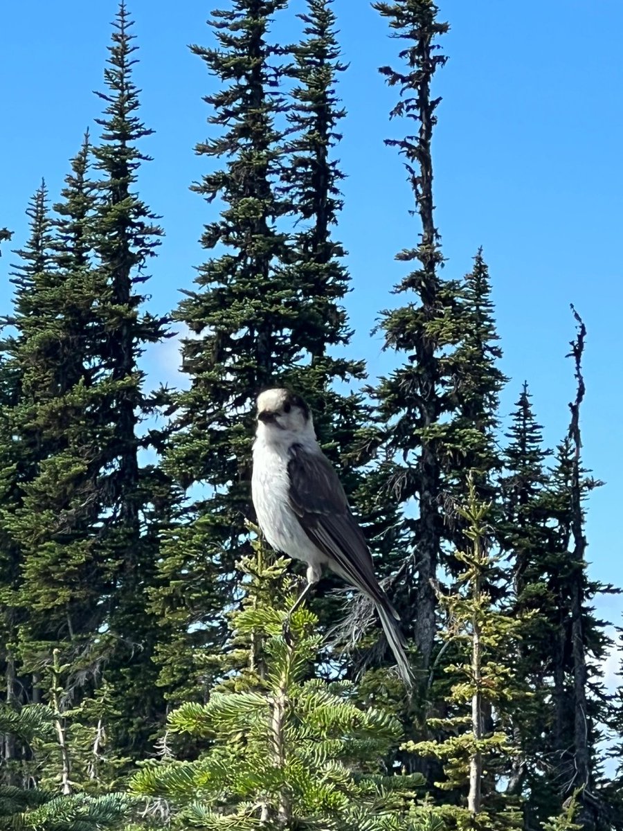 beckandreckdeck's tweet image. Lost in nature’s calm beauty 🌿⛰️ #HikingVibes #NatureLover