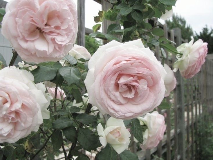 hepburnslovely's tweet image. alison dilaurentis ♡