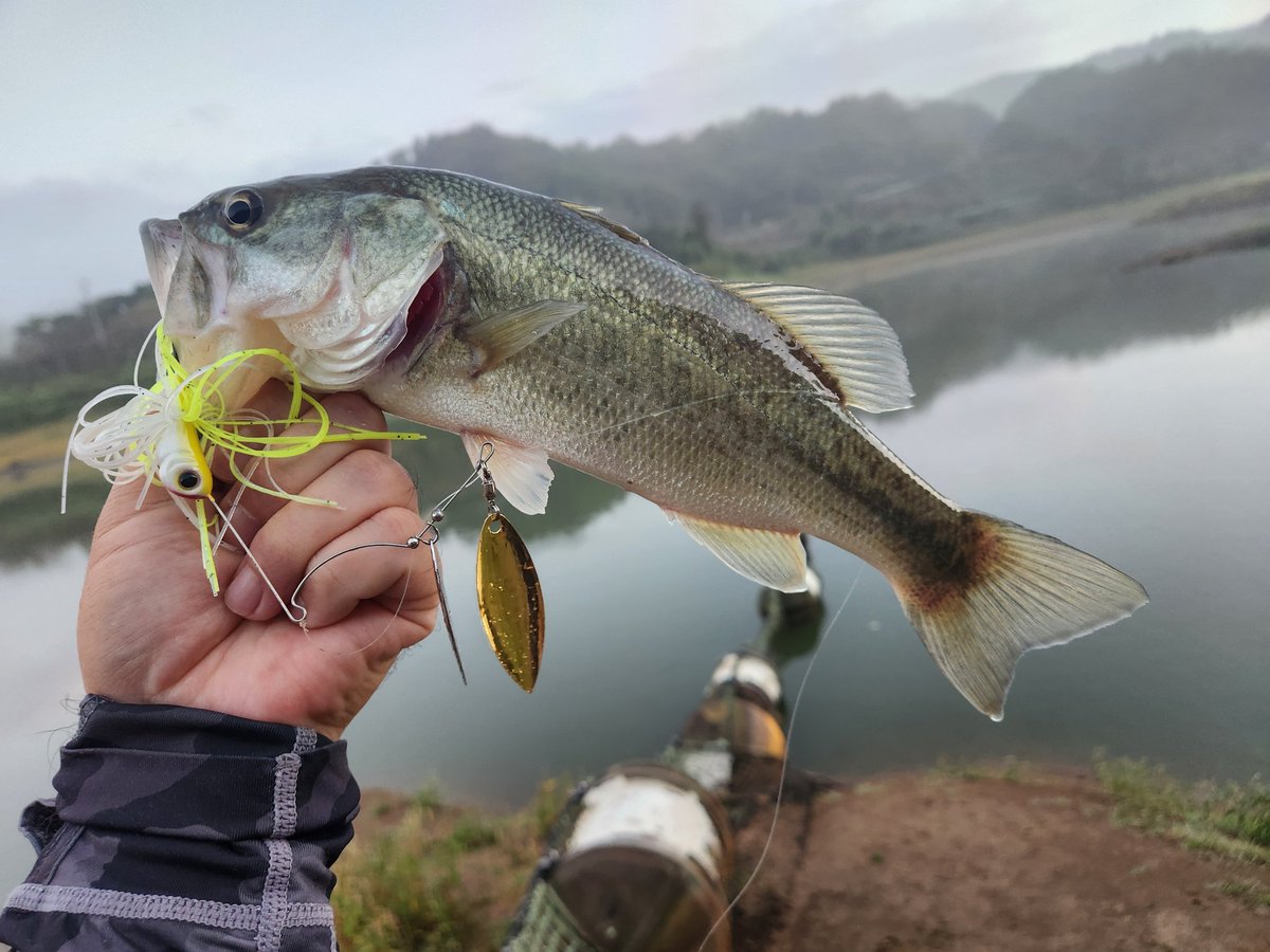 おはようございます
静かでいい雰囲気の朝
早速スピナべで1本