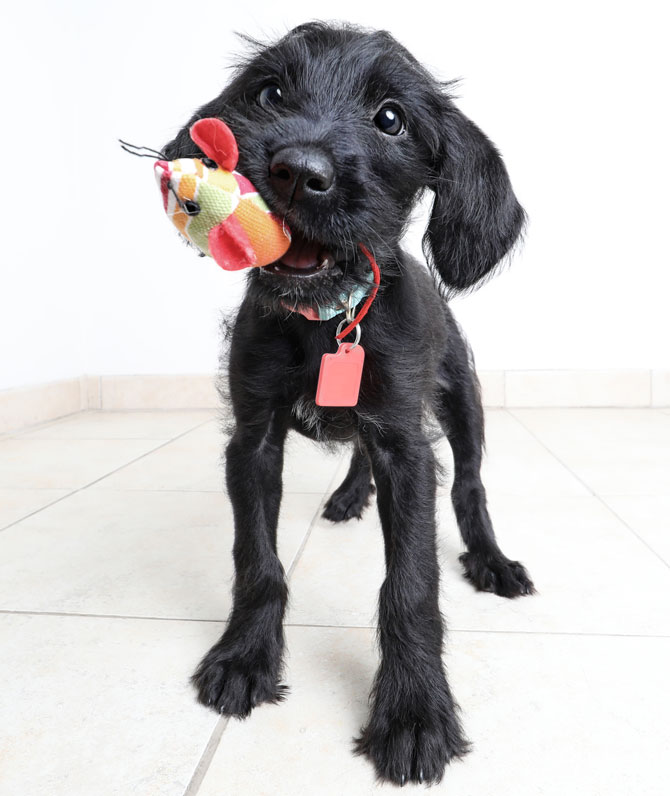 Dog Health tweet media