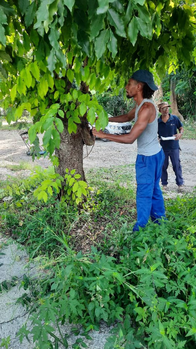 Los jóvenes y trabajadores de ETECSA_Cuba de la región Norte de La Habana limpiaron los alrededores de su centros y se sumaron a las acciones de chapea y recogida de desechos sólidos en el barrio en transformación #ElFanguito del municipio Plaza.
#ConPlazaEnElCorazón