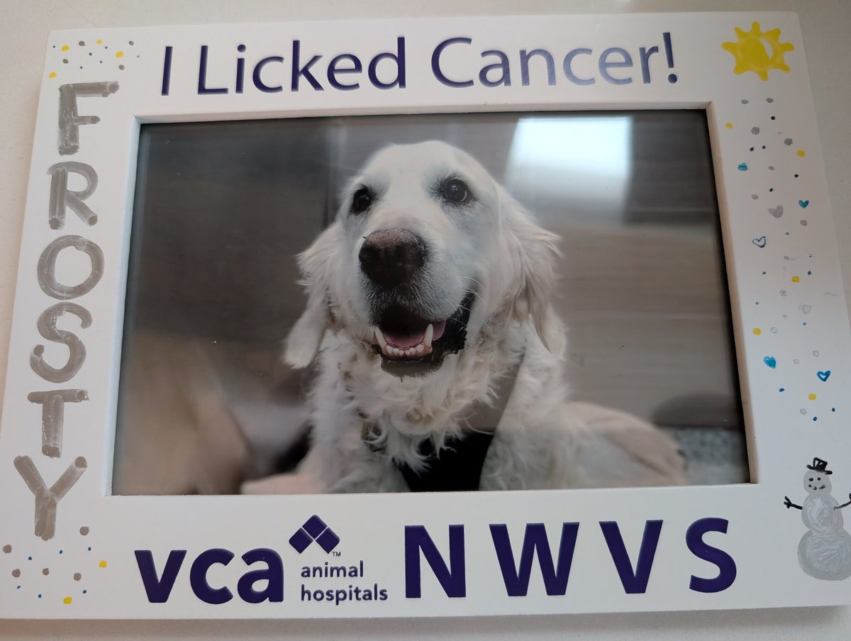 SpecSyndicate's tweet image. Frosty is back from radiation therapy! This is part of why I&apos;m working to raise funds for #QTCC