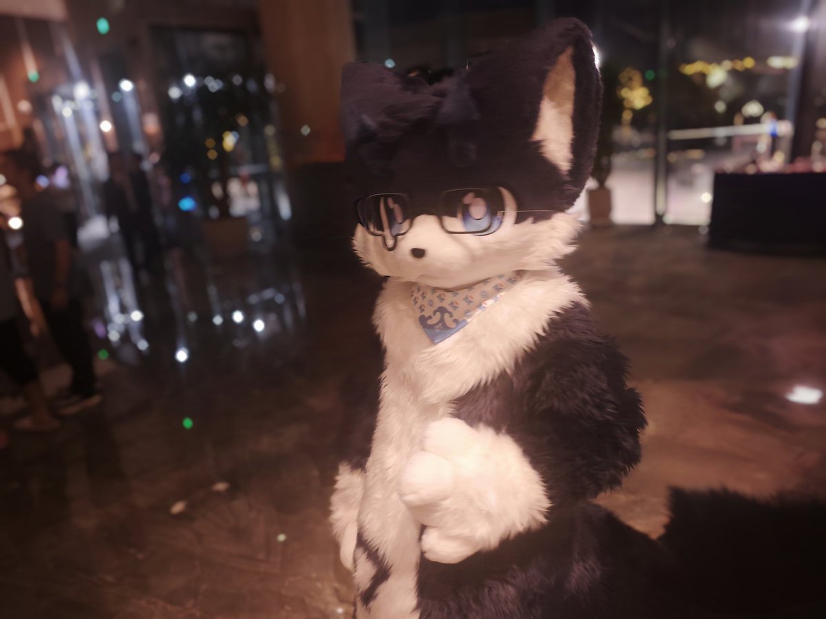 只是一只路过的猫